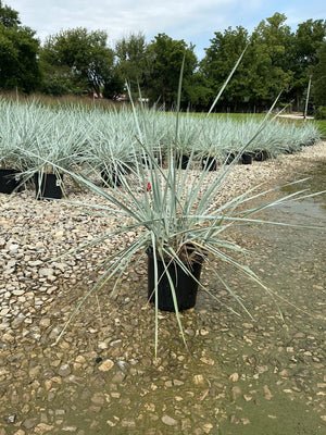 Blue Dune Lyme Grass in a black nursery container displaying silvery-blue arching blades at a garden center.