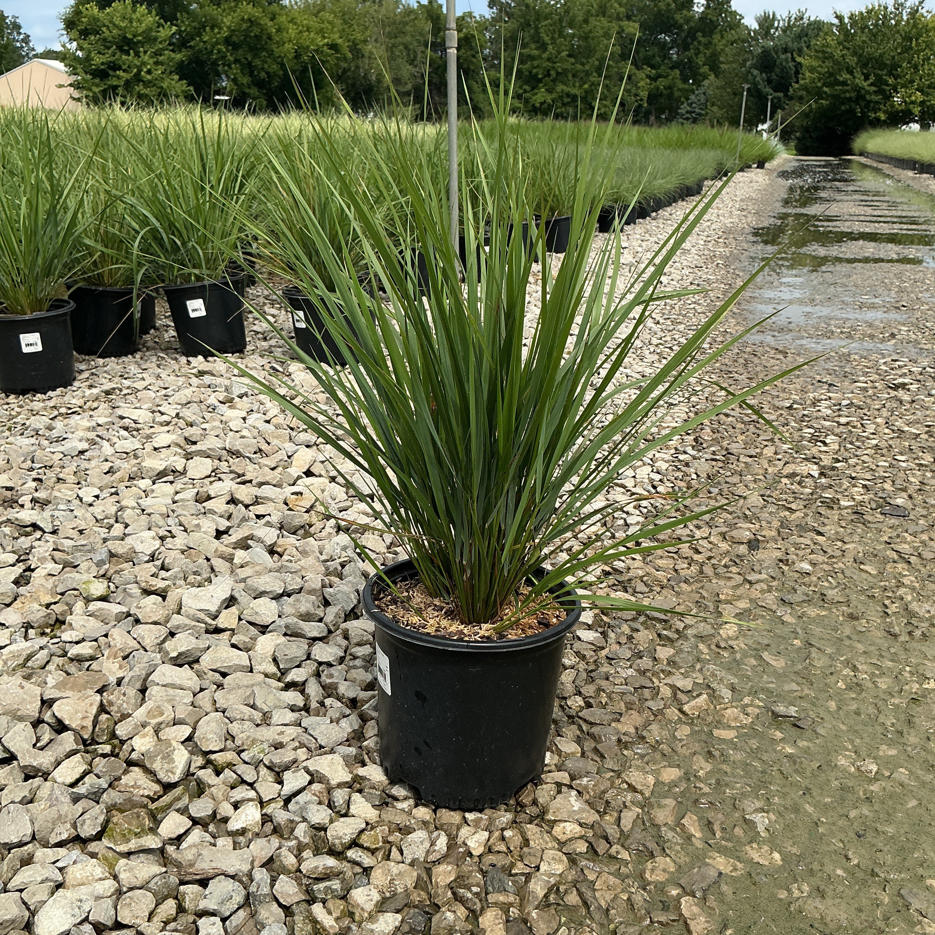 Karl Foerster Feather Reed Grass in a #1 black nursery container displayed on gravel at a garden center.