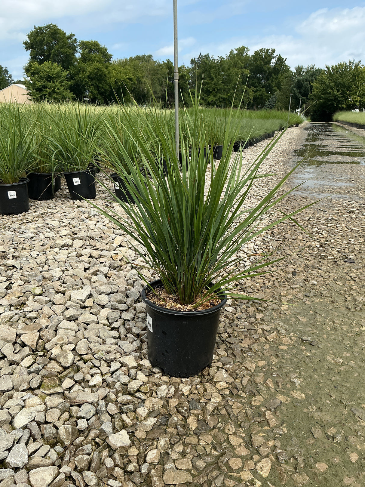 Karl Foerster Feather Reed Grass in a #1 black nursery container displayed on gravel at a garden center.