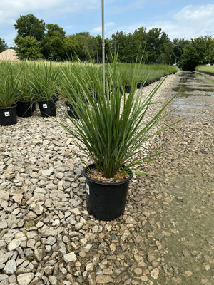 Karl Foerster Feather Reed Grass in a #1 black nursery container displayed on gravel at a garden center.