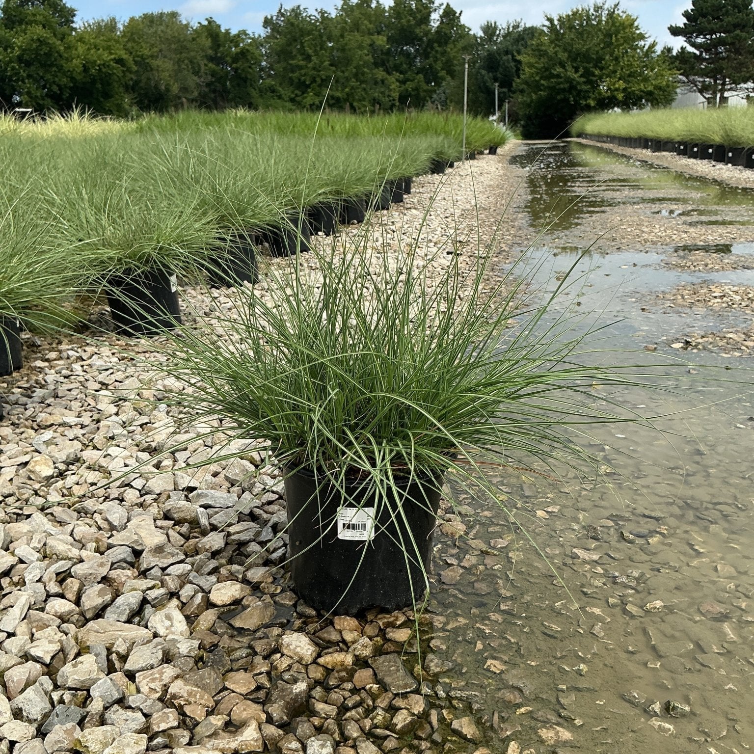 Adagio Maiden Grass in a #1 container at a nursery, showing fine-textured arching green foliage on a gravel bed.