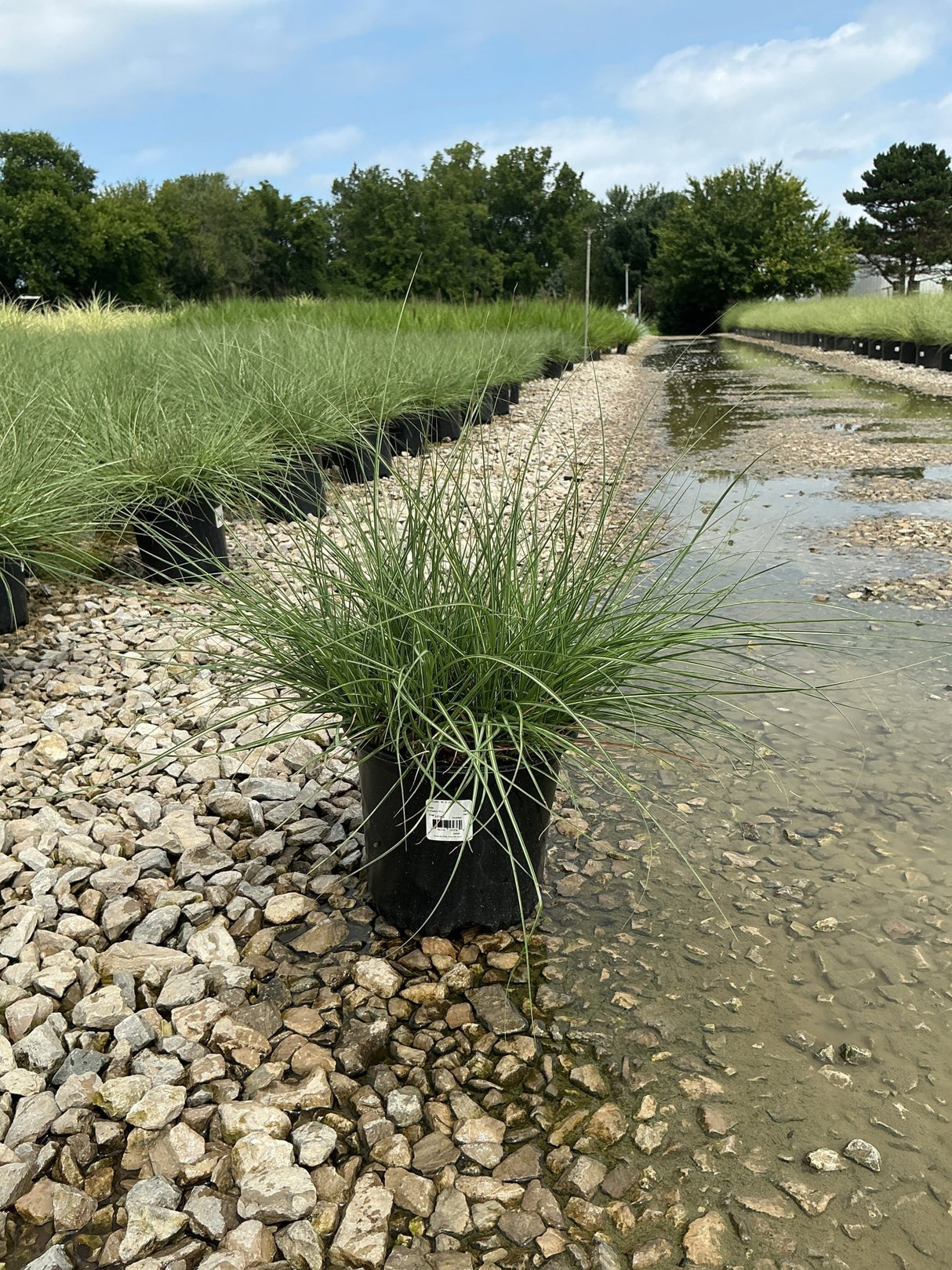 Adagio Maiden Grass in a #1 container at a nursery, showing fine-textured arching green foliage on a gravel bed.
