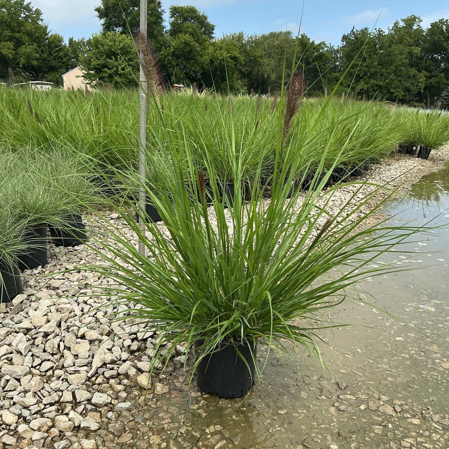 Redhead Fountain Grass in a nursery container showing arching green blades and deep burgundy plumes in late summer.