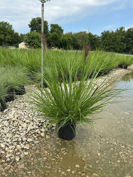 Redhead Fountain Grass in a nursery container showing arching green blades and deep burgundy plumes in late summer.