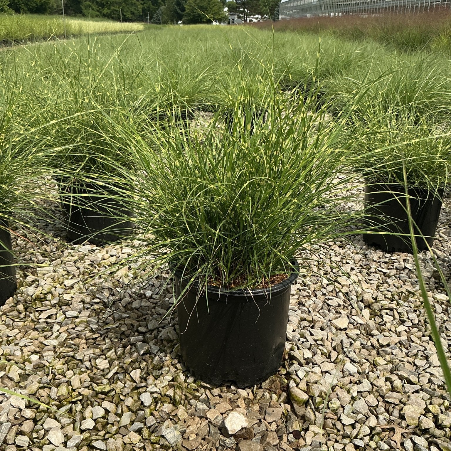 Little Zebra Maiden Grass in a #3 container, showing arching green and yellow-striped foliage at a nursery.