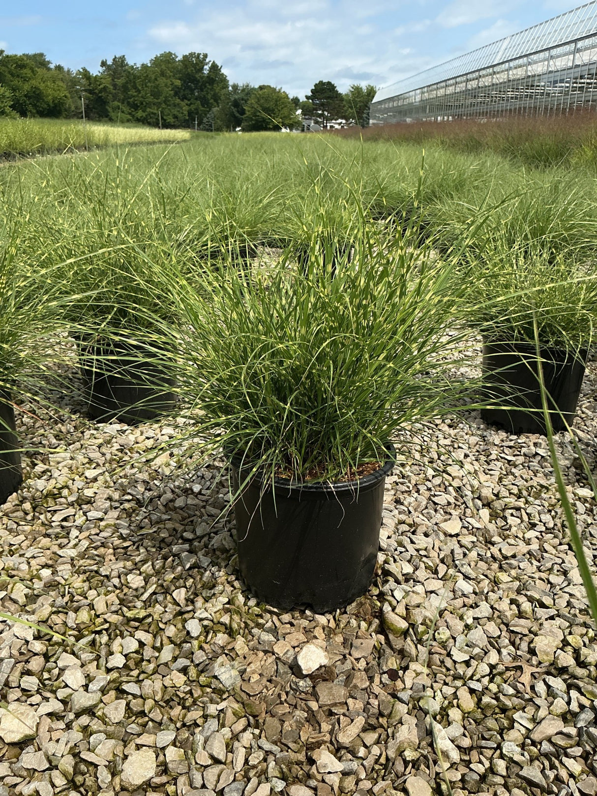 Little Zebra Maiden Grass in a #3 container, showing arching green and yellow-striped foliage at a nursery.