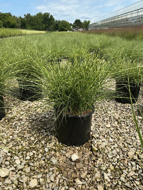 Little Zebra Maiden Grass in a #3 container, showing arching green and yellow-striped foliage at a nursery.