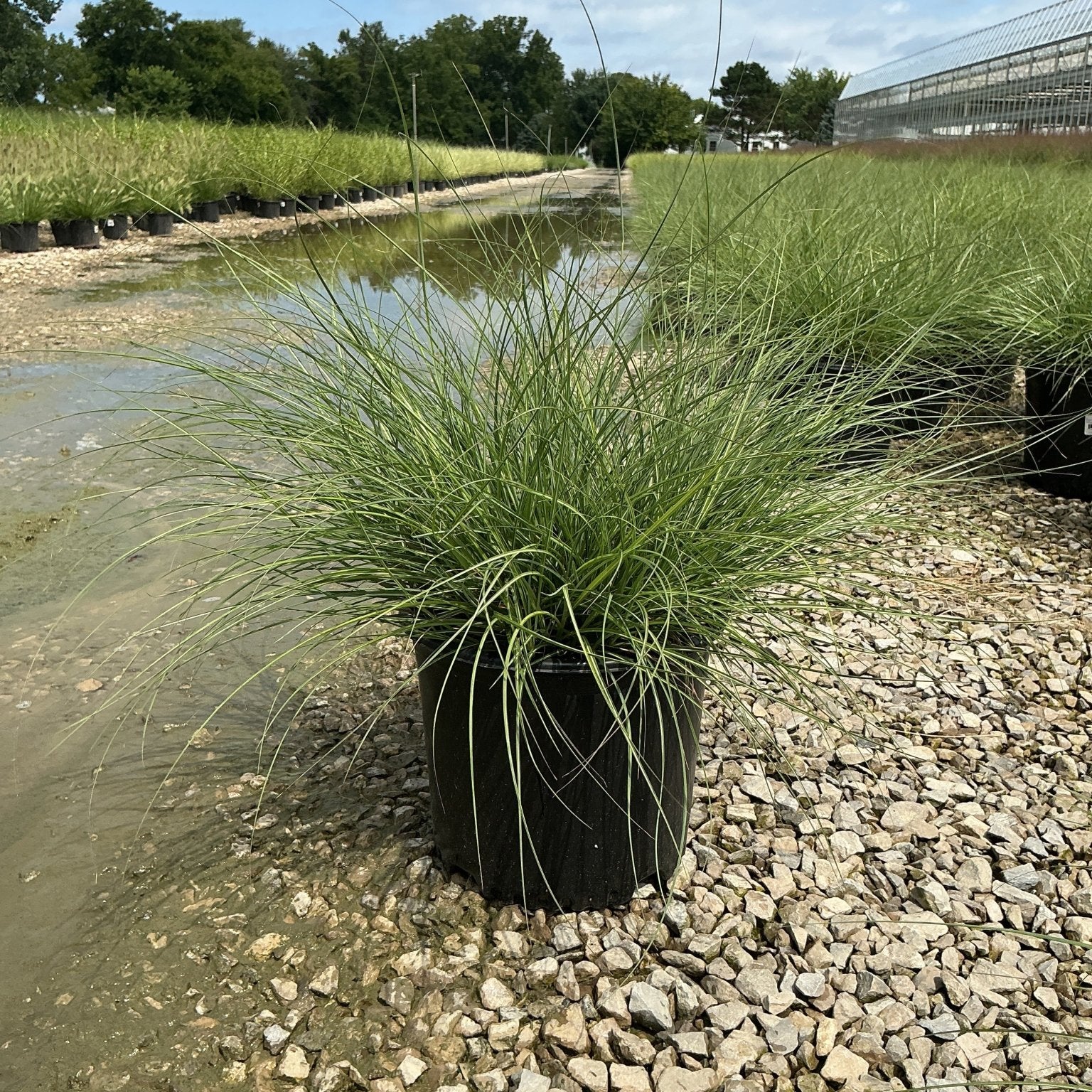 Adagio Maiden Grass in a #3 container at a nursery, showing its arching green foliage and mounding habit.
