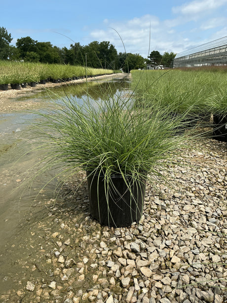 Adagio Maiden Grass in a #3 container at a nursery, showing its arching green foliage and mounding habit.