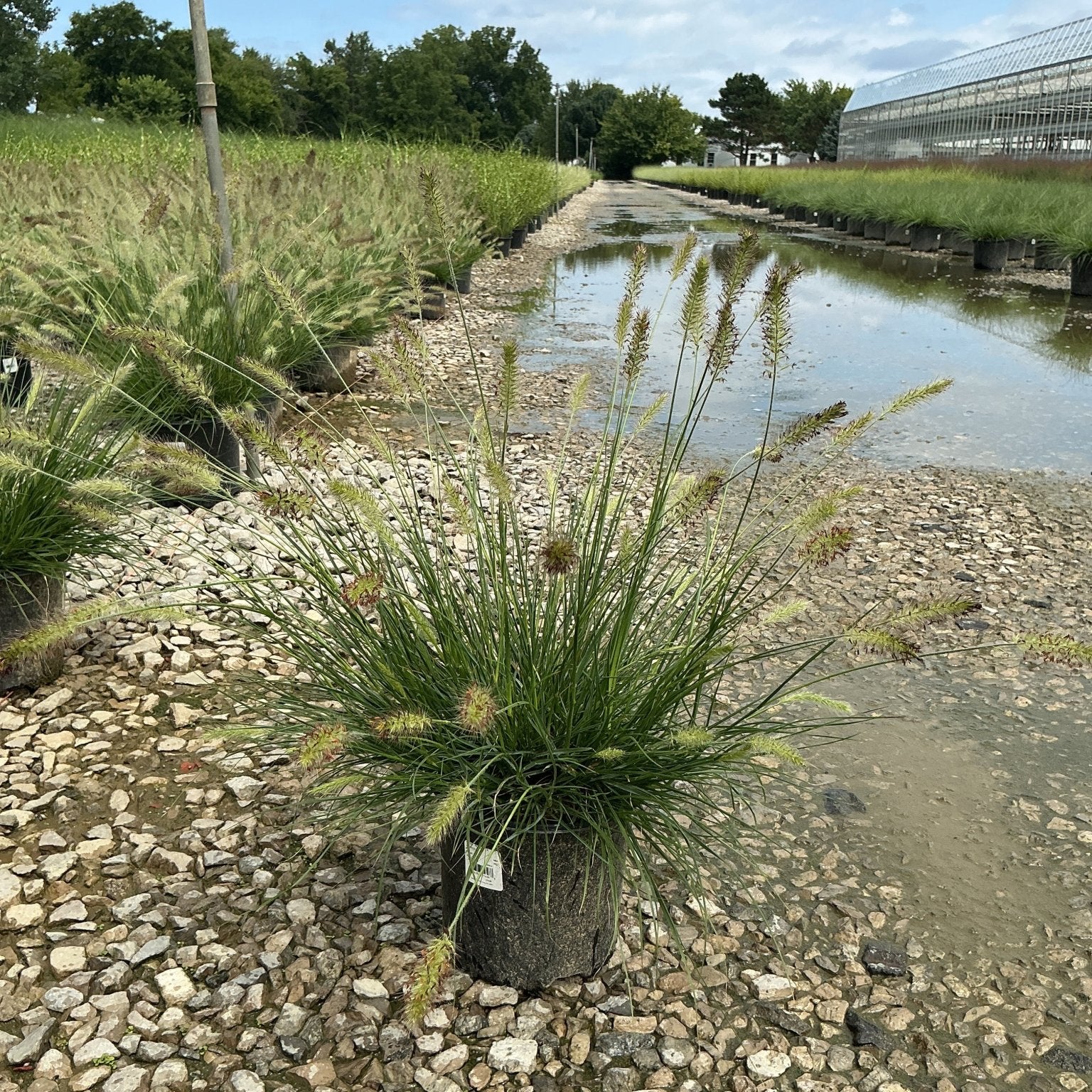 Dwarf Fountain Grass Hameln in a #1 container at a nursery, showing fine green foliage and feathery seed heads.