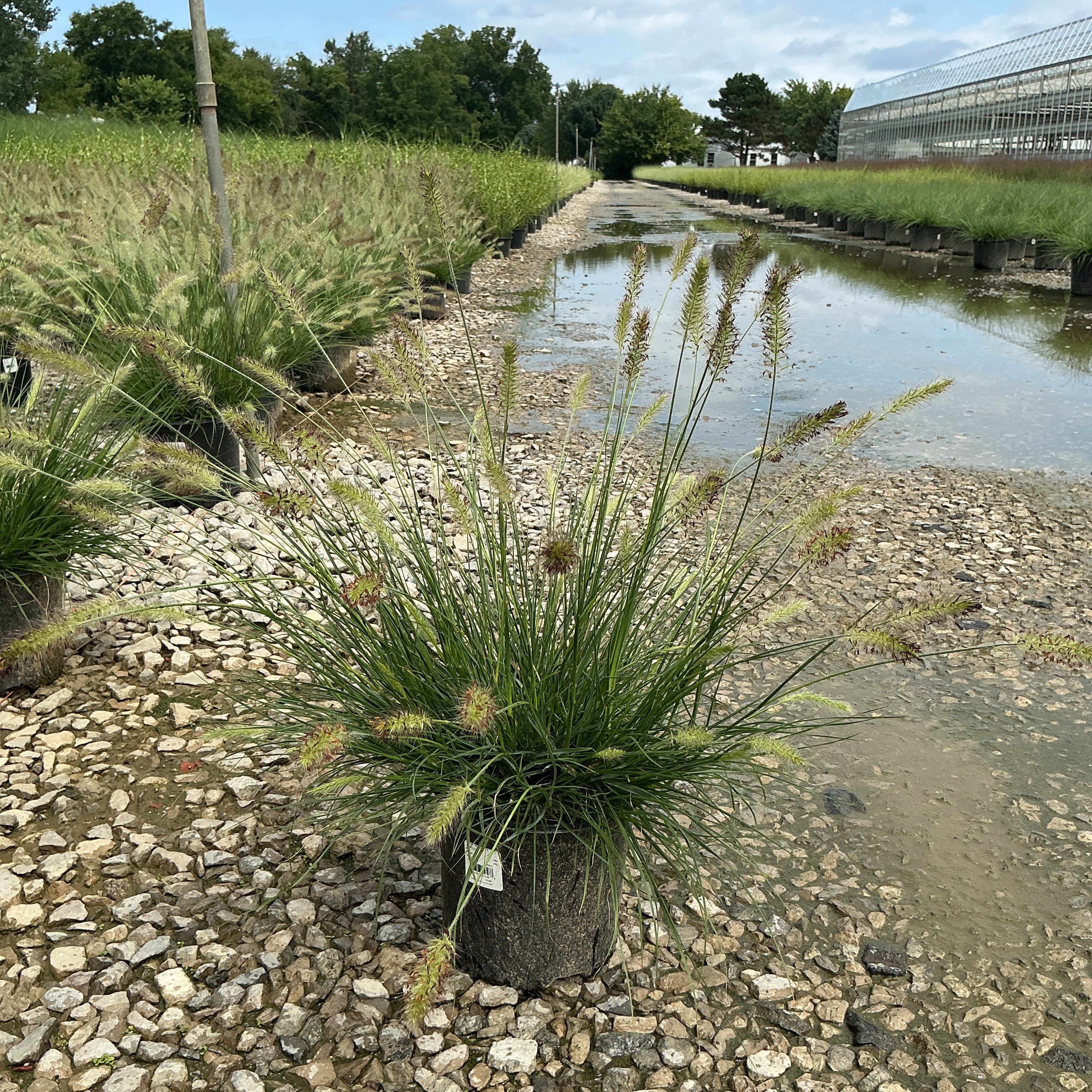 Dwarf Fountain Grass Hameln in a #1 container at a nursery, showing fine green foliage and feathery seed heads.