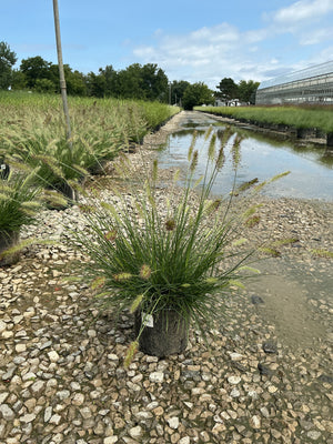 Dwarf Fountain Grass Hameln in a #1 container at a nursery, showing fine green foliage and feathery seed heads.