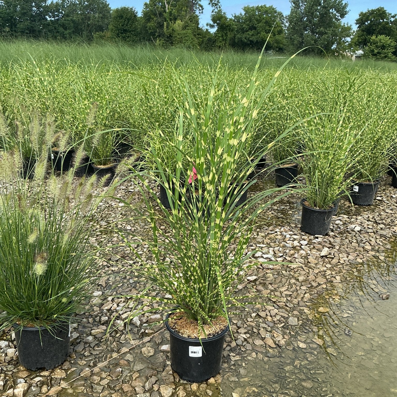 Zebra Grass Miscanthus sinensis Zebrinus growing in a black nursery container, showing distinctive horizontal yellow banding on tall green blades.