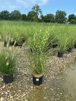 Zebra Grass Miscanthus sinensis Zebrinus growing in a black nursery container, showing distinctive horizontal yellow banding on tall green blades.