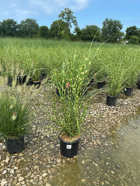 Zebra Grass Miscanthus sinensis Zebrinus growing in a black nursery container, showing distinctive horizontal yellow banding on tall green blades.