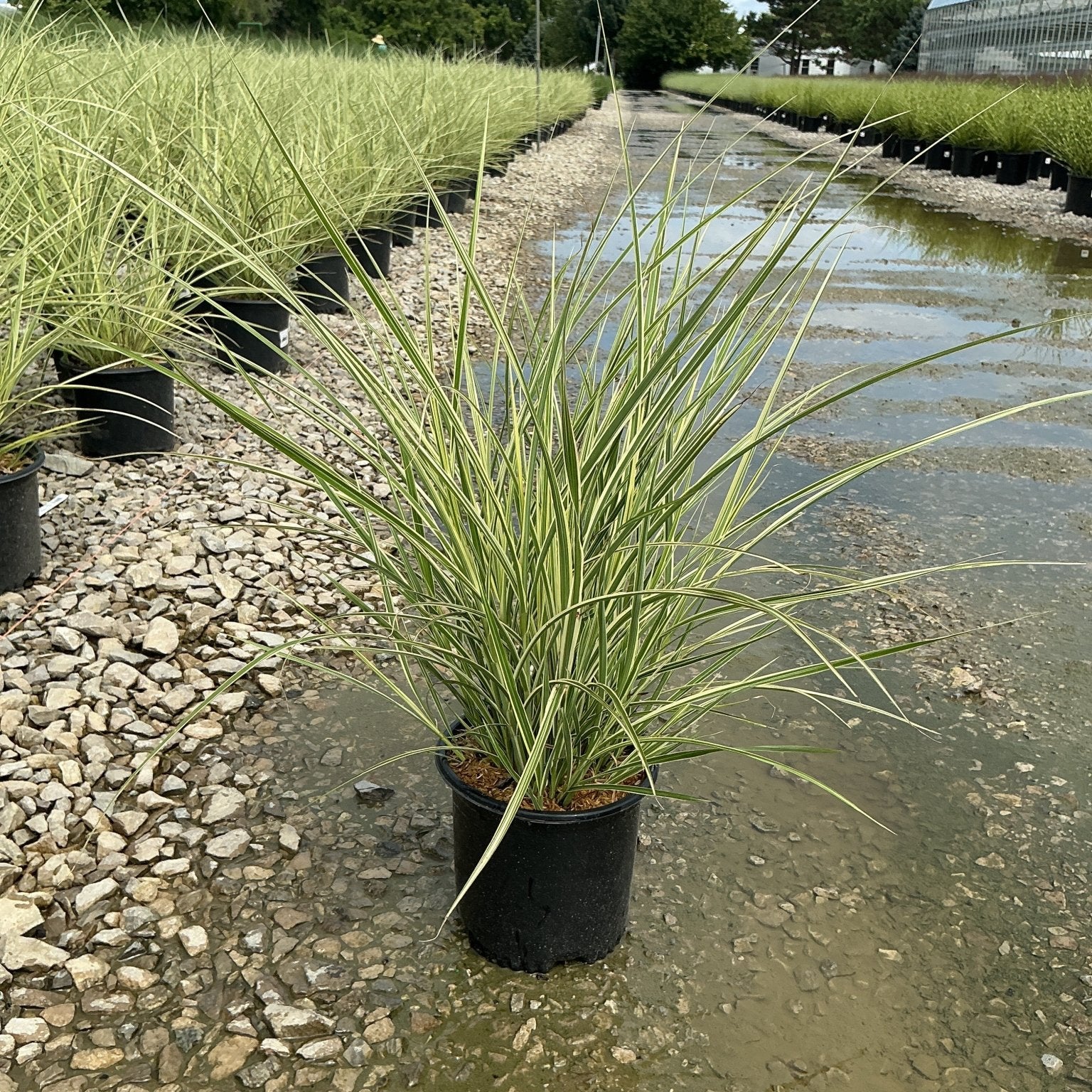 Variegated Japanese Silver Grass in a #1 container at a nursery, showing cream-edged green blades arching outward.