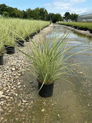 Variegated Japanese Silver Grass in a #1 container at a nursery, showing cream-edged green blades arching outward.