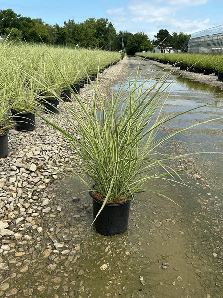 Variegated Japanese Silver Grass in a #1 container at a nursery, showing cream-edged green blades arching outward.