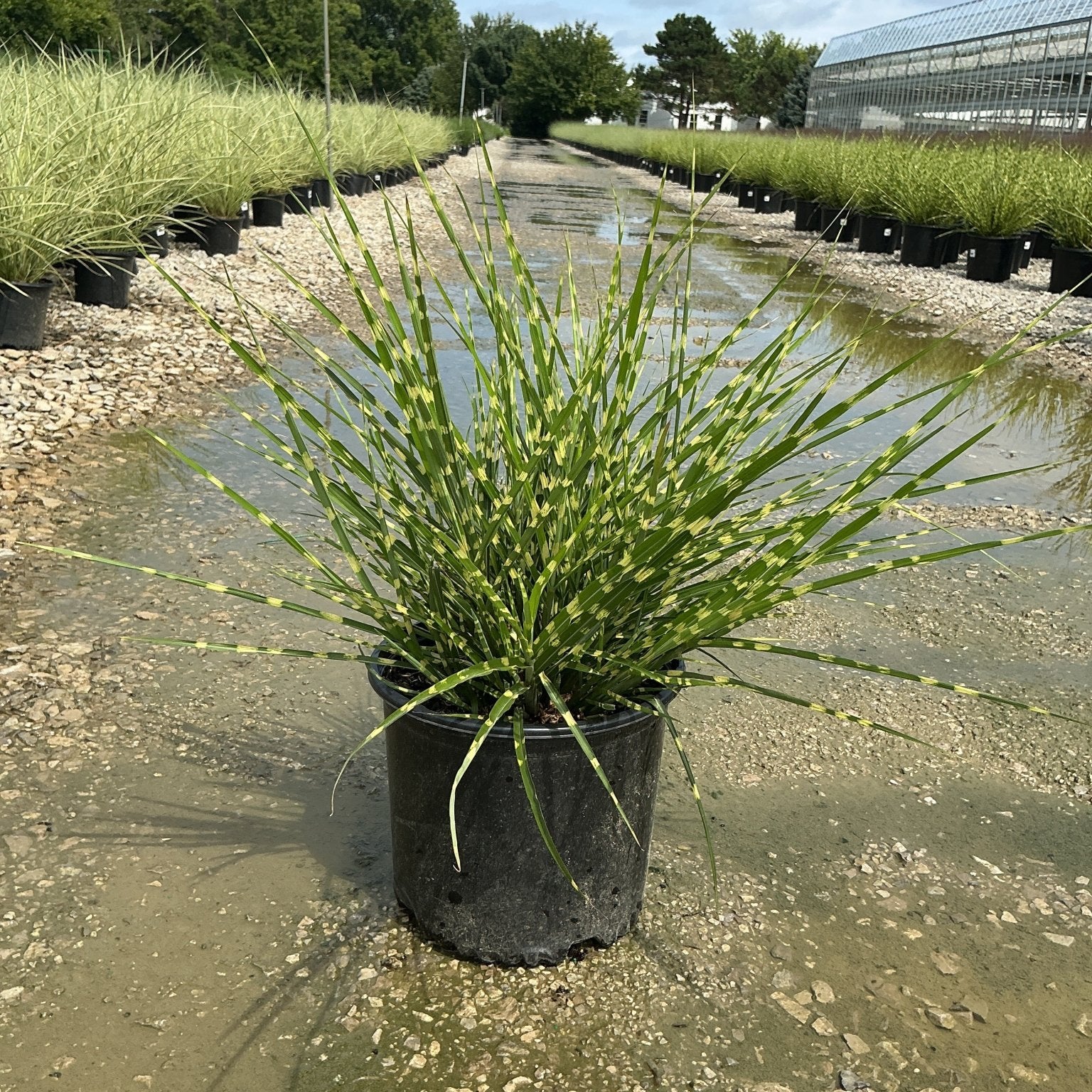 Porcupine Grass Miscanthus sinensis Strictus in a #3 nursery container, showing distinctive yellow-banded green blades.