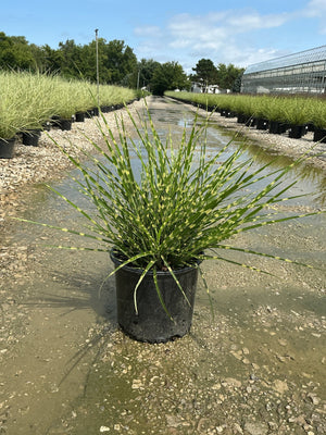 Porcupine Grass Miscanthus sinensis Strictus in a #3 nursery container, showing distinctive yellow-banded green blades.