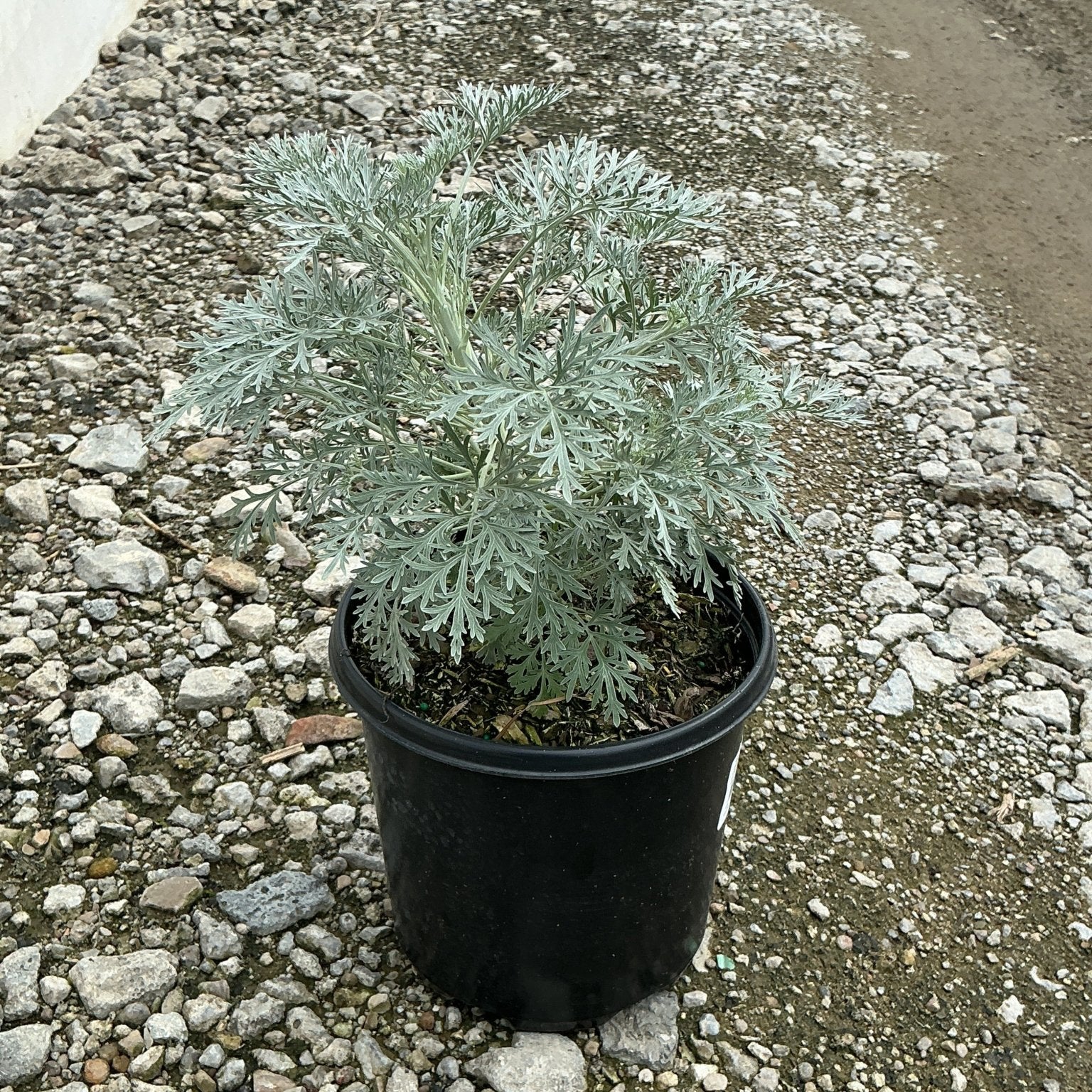 Powis Castle Wormwood in a #1 black nursery container, showing silvery finely cut aromatic foliage.