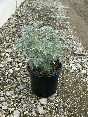 Powis Castle Wormwood in a #1 black nursery container, showing silvery finely cut aromatic foliage.