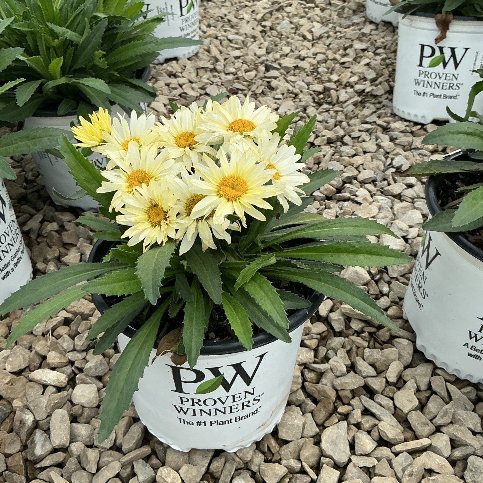 Banana Cream Shasta Daisy in a Proven Winners #1 container, showing pale yellow double blooms with golden centers.