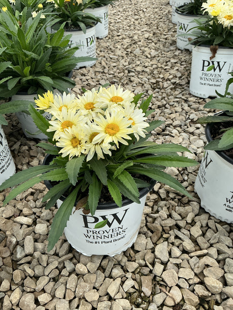 Banana Cream Shasta Daisy in a Proven Winners #1 container, showing pale yellow double blooms with golden centers.