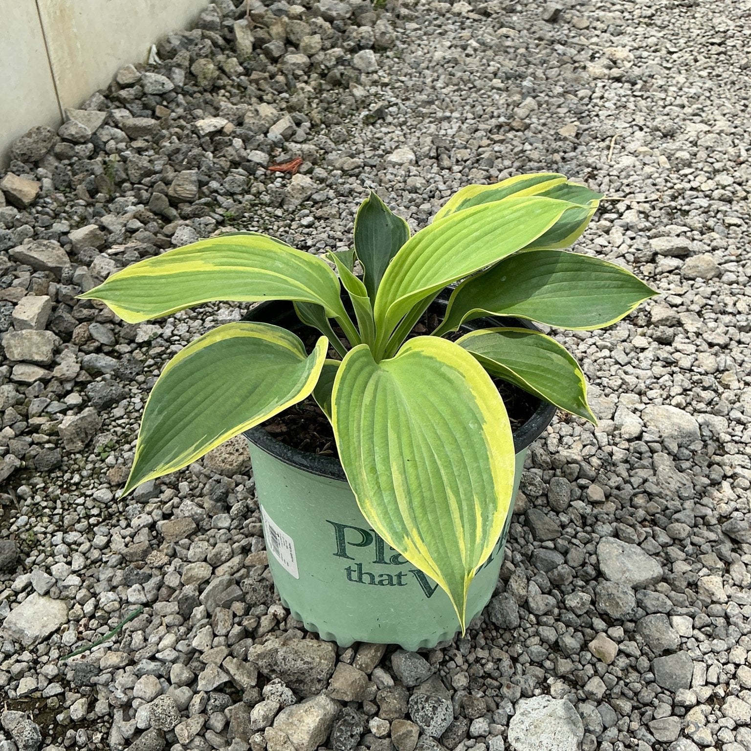Earth Angel Hosta in a nursery container displaying large green leaves with creamy yellow margins on a gravel surface.
