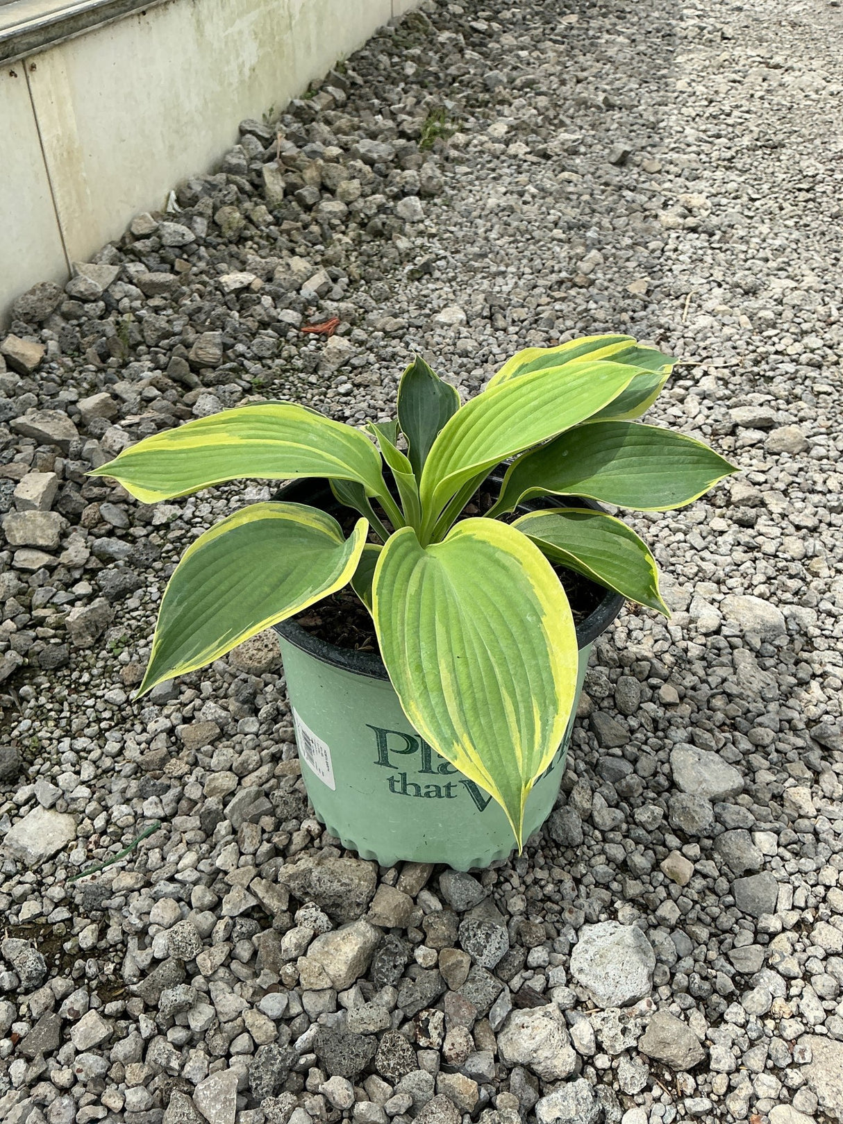 Earth Angel Hosta in a nursery container displaying large green leaves with creamy yellow margins on a gravel surface.