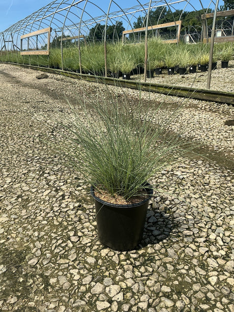 Morning Light Silver Grass in a #2 container showing fine blue-green arching foliage at a nursery.