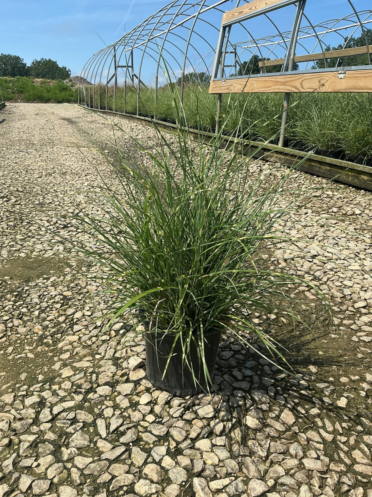 Little Zebra Maiden Grass in a nursery container showing its arching green foliage and compact clumping habit on a gravel bed.