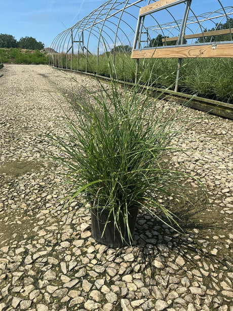 Little Zebra Maiden Grass in a nursery container showing its arching green foliage and compact clumping habit on a gravel bed.