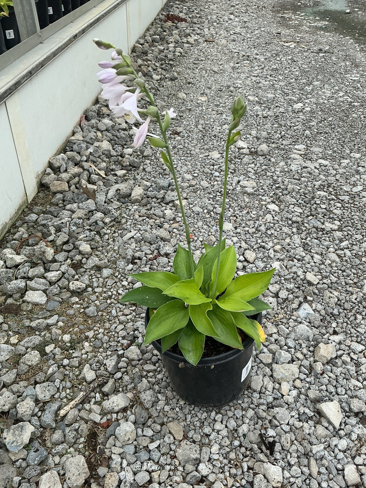 August Moon Hosta in a black nursery container with pale lavender blooms on tall scapes above bright green foliage.