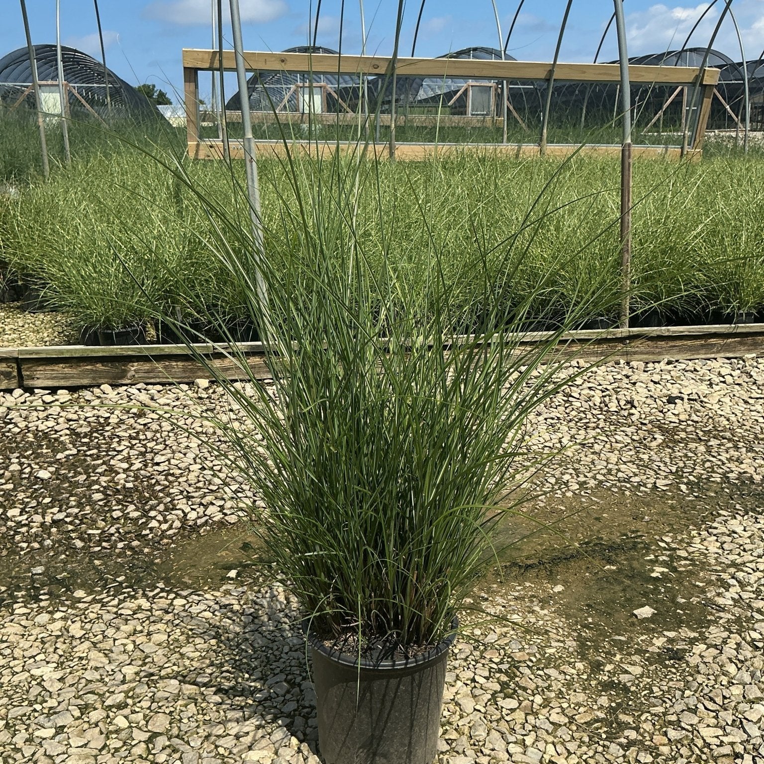 Miscanthus sinensis Gracillimus Maiden Grass in a #2 container at a nursery, showing tall arching green foliage.