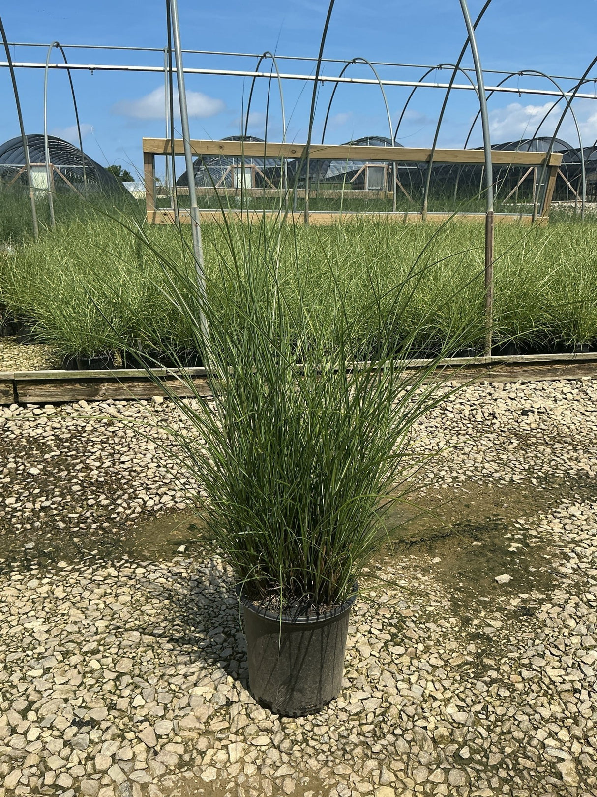 Miscanthus sinensis Gracillimus Maiden Grass in a #2 container at a nursery, showing tall arching green foliage.