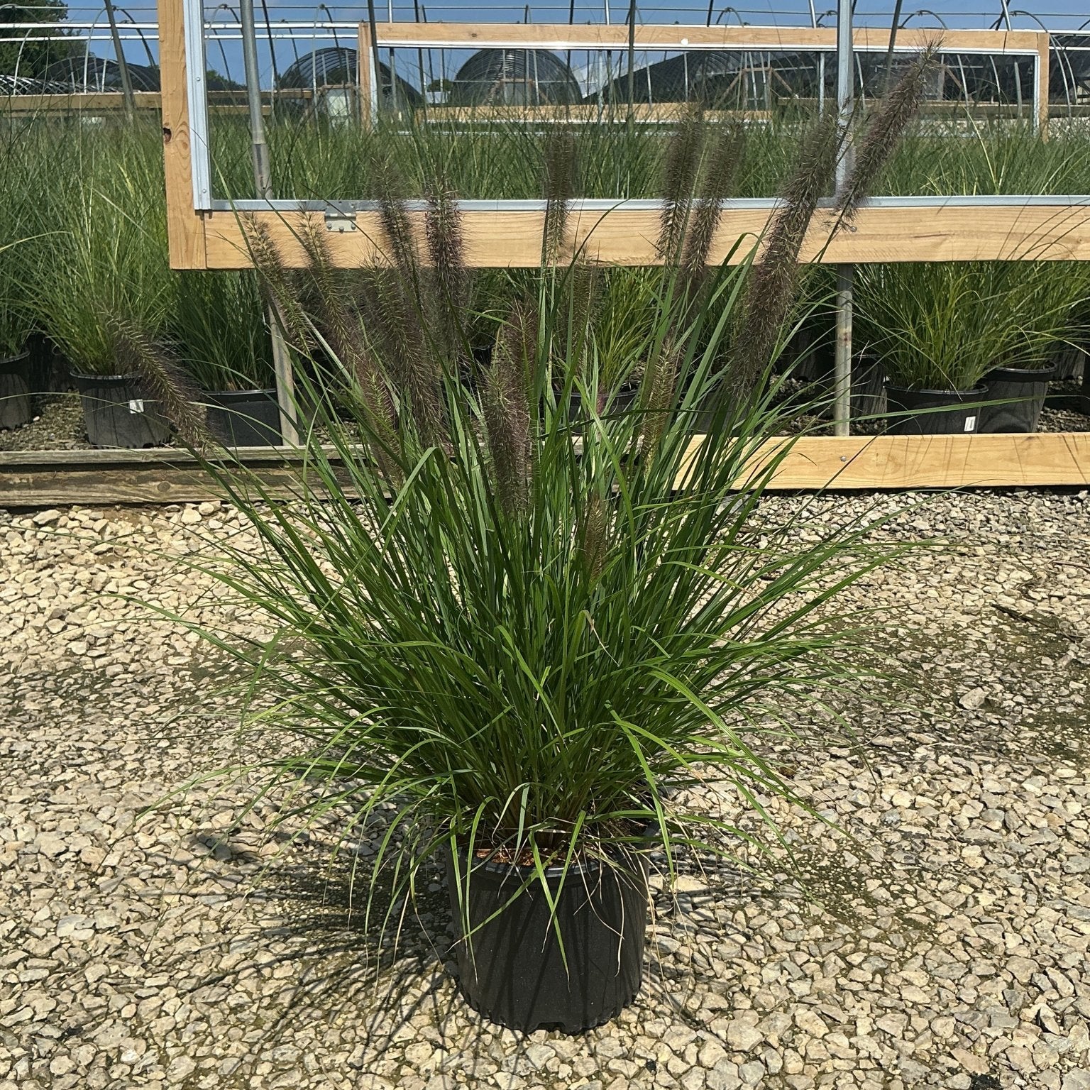 Redhead Fountain Grass in a #3 container displaying arching green blades and dark burgundy plumes at a nursery.