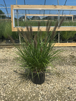 Redhead Fountain Grass in a #3 container displaying arching green blades and dark burgundy plumes at a nursery.