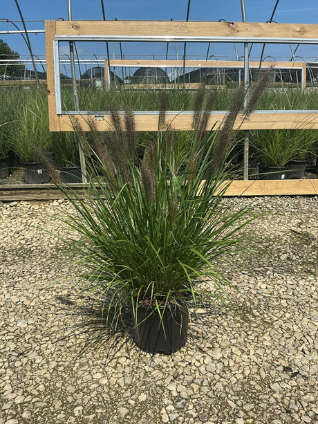 Redhead Fountain Grass in a #3 container displaying arching green blades and dark burgundy plumes at a nursery.