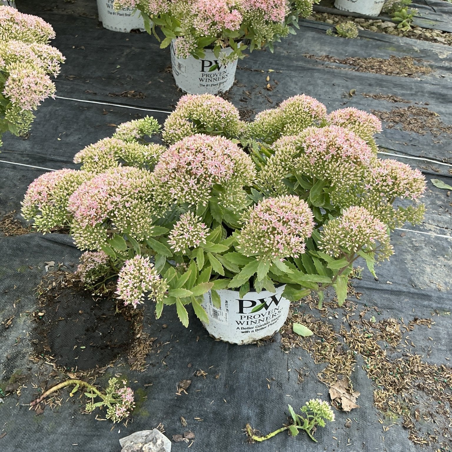 Rock 'N Round Pure Joy Sedum in a Proven Winners container with rounded pink flower clusters in a nursery setting.
