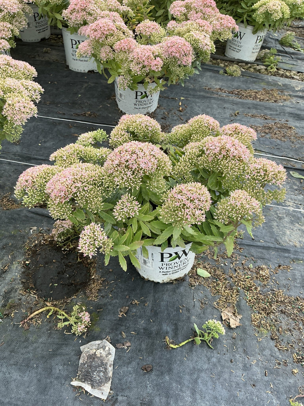 Rock 'N Round Pure Joy Sedum in a Proven Winners container with rounded pink flower clusters in a nursery setting.