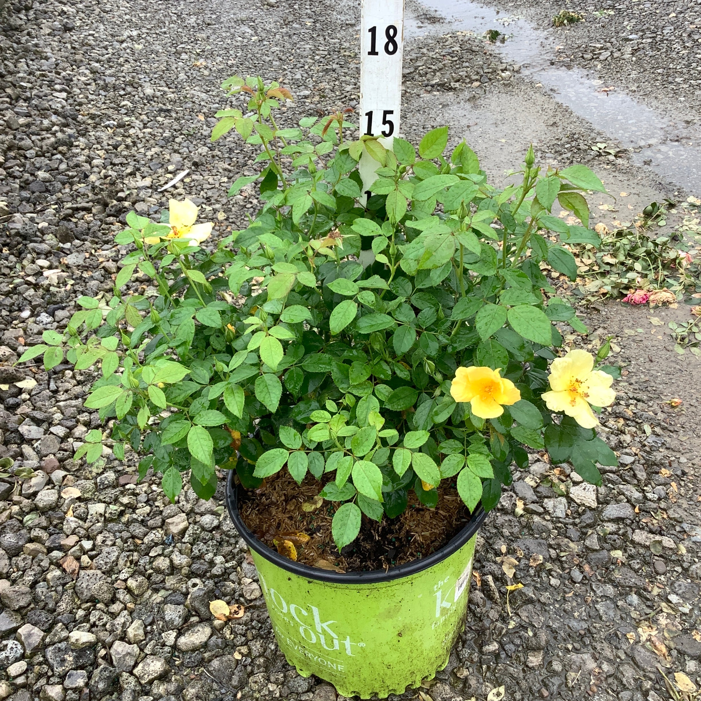 Knock Out Easy Bee-zy Shrub Rose in a #3 container with bright yellow blooms and lush green foliage on a gravel surface.