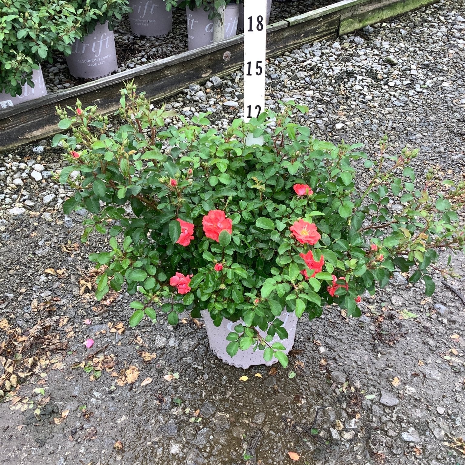 Red Drift Groundcover Rose in a #1 container with coral-red blooms, shown against a height marker at a nursery.