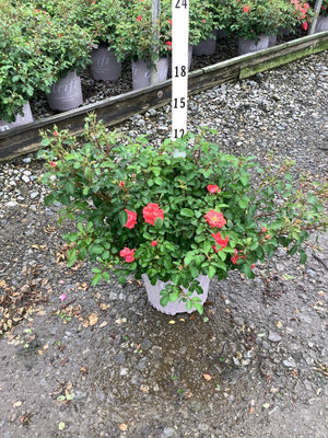 Red Drift Groundcover Rose in a #1 container with coral-red blooms, shown against a height marker at a nursery.