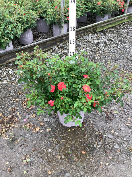 Red Drift Groundcover Rose in a #1 container with coral-red blooms, shown against a height marker at a nursery.
