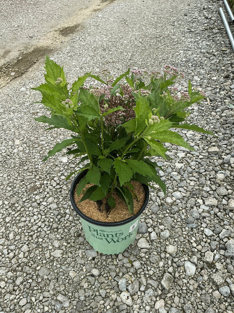 Rosie Josie Joe Pye Weed in a #2 nursery container showing lush green foliage and clusters of pink blooms beginning to open.