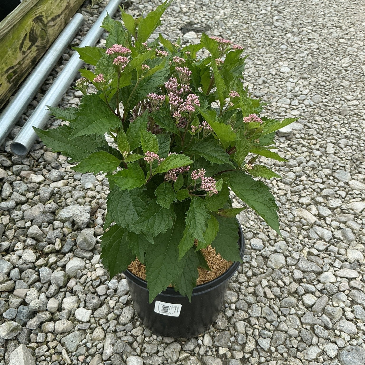 Euphoria Ruby Joe Pye Weed in a #1 container showing lush green foliage and clusters of small pink buds on gravel.