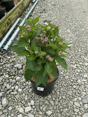 Euphoria Ruby Joe Pye Weed in a #1 container showing lush green foliage and clusters of small pink buds on gravel.