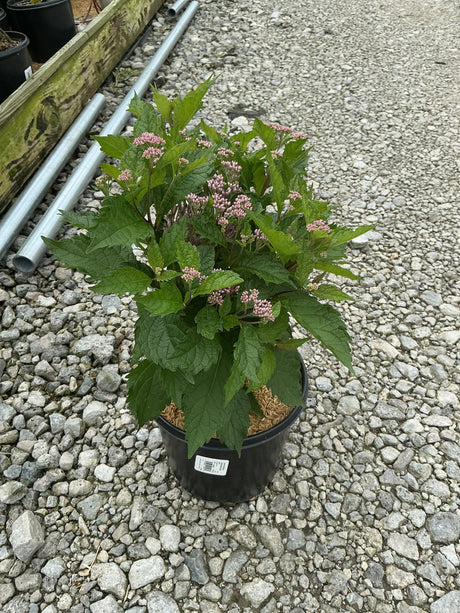 Euphoria Ruby Joe Pye Weed in a #1 container showing lush green foliage and clusters of small pink buds on gravel.