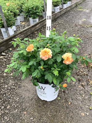 At Last Hybrid Tea Rose in a Proven Winners container with peach-apricot blooms and buds on a nursery gravel bed.